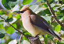 Bombycilla cedrorum